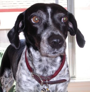 Mick, on the dining room table. 